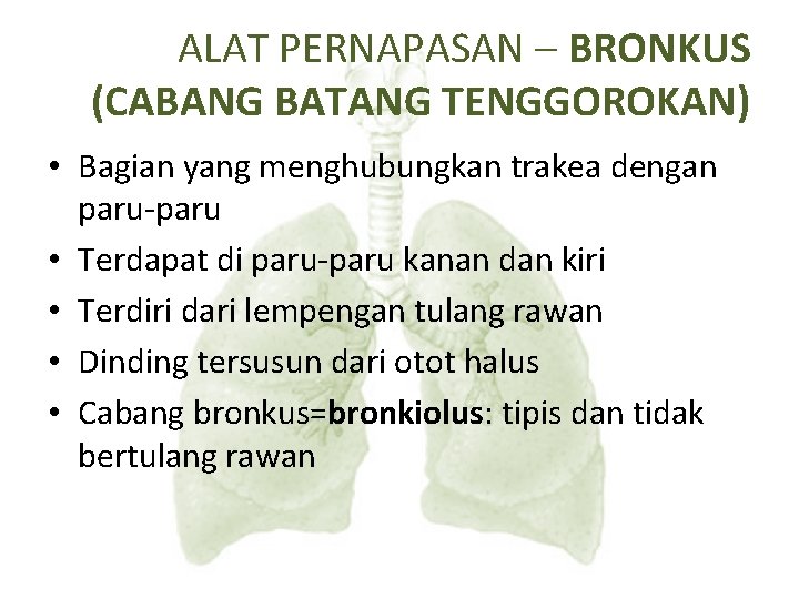 ALAT PERNAPASAN – BRONKUS (CABANG BATANG TENGGOROKAN) • Bagian yang menghubungkan trakea dengan paru-paru