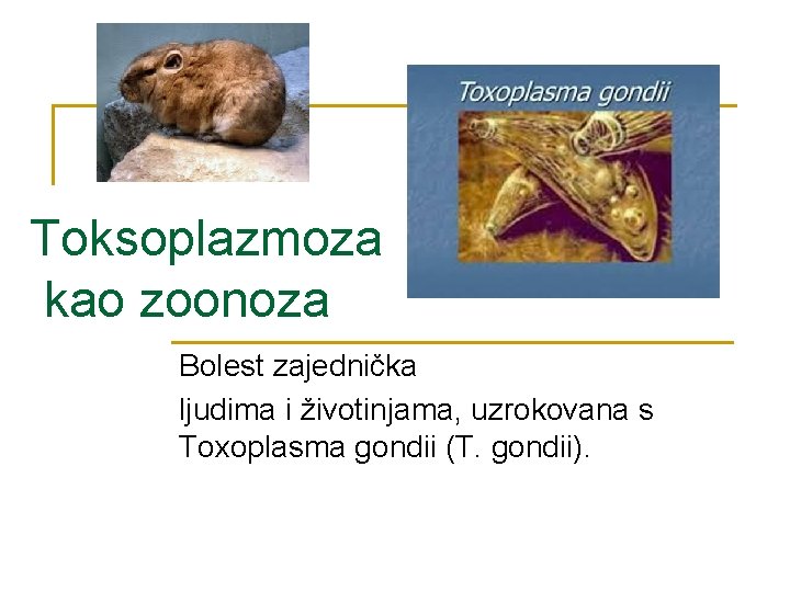 Toksoplazmoza kao zoonoza Bolest zajednička ljudima i životinjama, uzrokovana s Toxoplasma gondii (T. gondii).