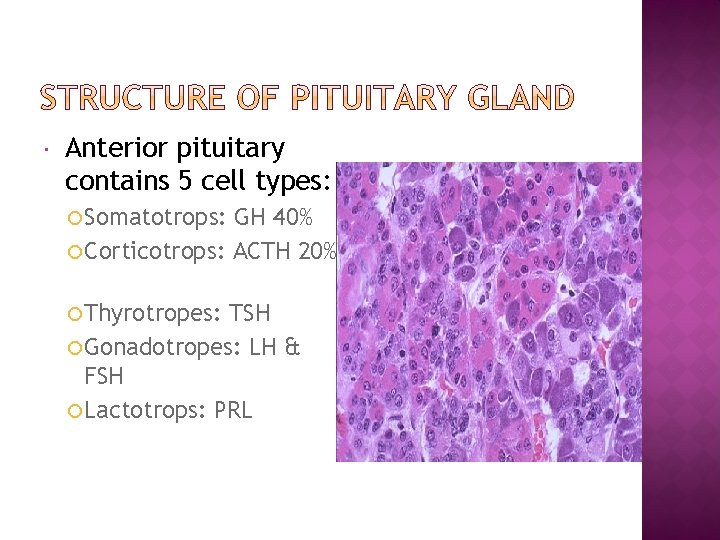  Anterior pituitary contains 5 cell types: Somatotrops: GH 40% Corticotrops: ACTH 20% Thyrotropes: