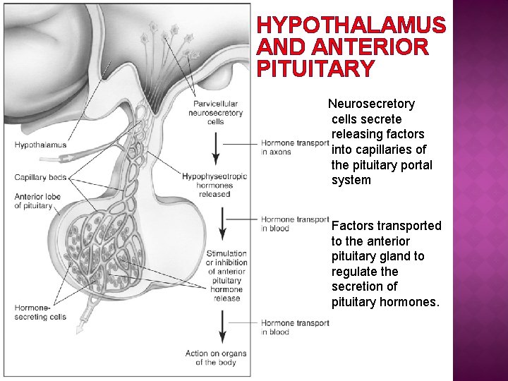 HYPOTHALAMUS AND ANTERIOR PITUITARY Neurosecretory cells secrete releasing factors into capillaries of the pituitary
