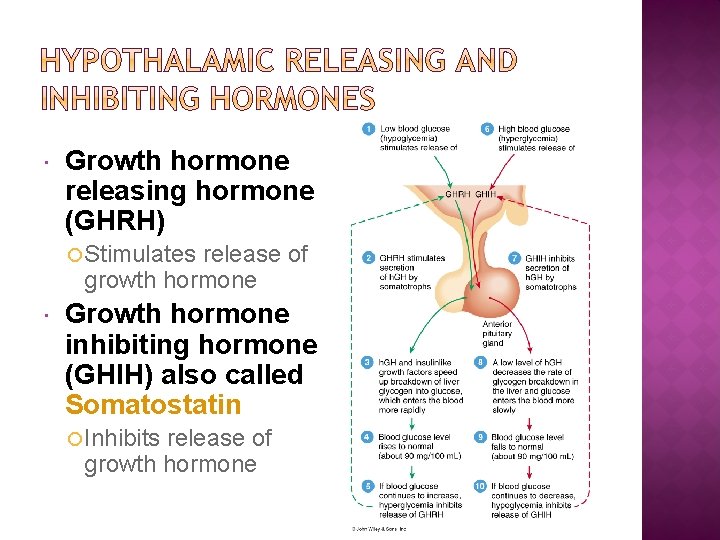 Growth hormone releasing hormone (GHRH) Stimulates release of growth hormone Growth hormone inhibiting