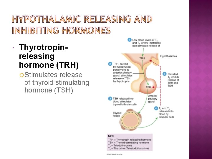  Thyrotropinreleasing hormone (TRH) Stimulates release of thyroid stimulating hormone (TSH) 