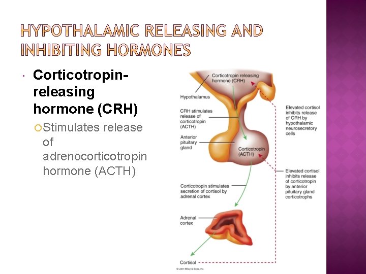  Corticotropinreleasing hormone (CRH) Stimulates release of adrenocorticotropin hormone (ACTH) 