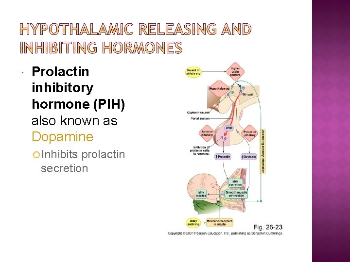  Prolactin inhibitory hormone (PIH) also known as Dopamine Inhibits prolactin secretion 