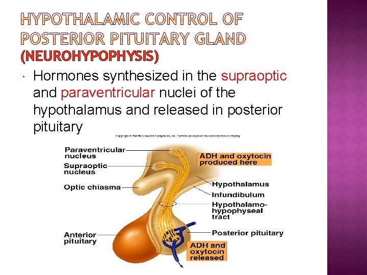 (NEUROHYPOPHYSIS) Hormones synthesized in the supraoptic and paraventricular nuclei of the hypothalamus and released