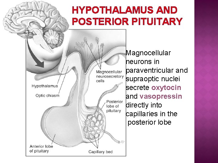HYPOTHALAMUS AND POSTERIOR PITUITARY Magnocellular neurons in paraventricular and supraoptic nuclei secrete oxytocin and