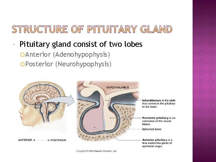  Pituitary gland consist of two lobes Anterior (Adenohypophysis) Posterior (Neurohypophysis) 
