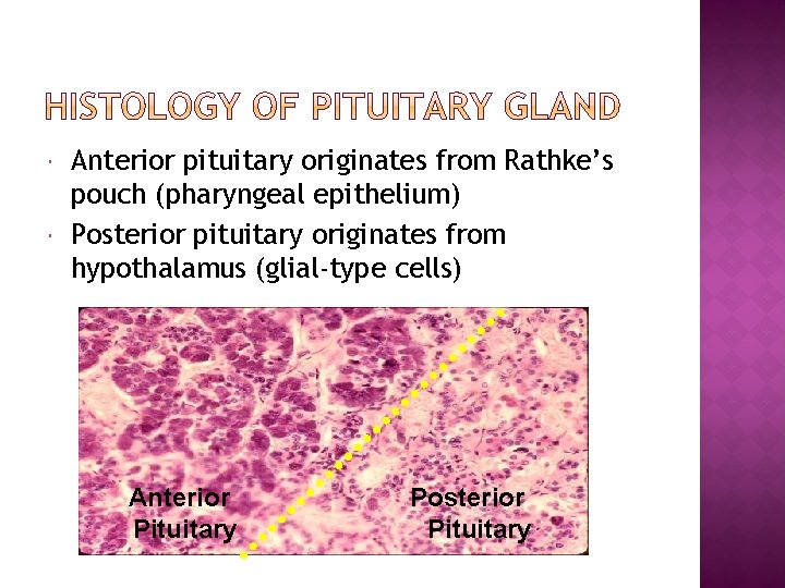  Anterior pituitary originates from Rathke’s pouch (pharyngeal epithelium) Posterior pituitary originates from hypothalamus