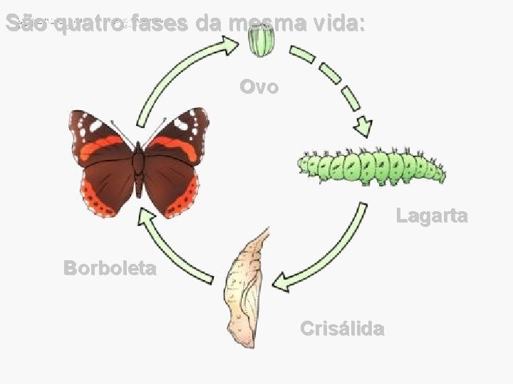 São quatro fases da mesma vida: Ovo Lagarta Borboleta Crisálida 