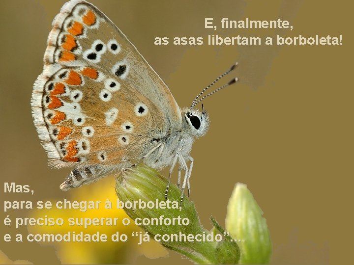 E, finalmente, as asas libertam a borboleta! Mas, para se chegar à borboleta, é