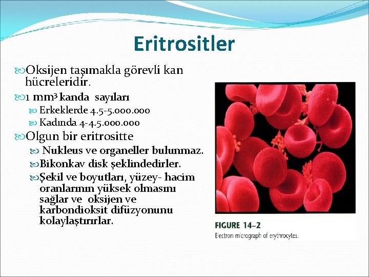 Eritrositler Oksijen taşımakla görevli kan hücreleridir. 1 mm 3 kanda sayıları Erkeklerde 4. 5