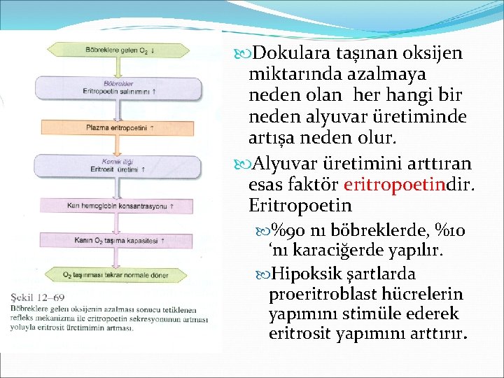 Eritrosit yapımının düzenlenmesi Dokulara taşınan oksijen miktarında azalmaya neden olan her hangi bir neden