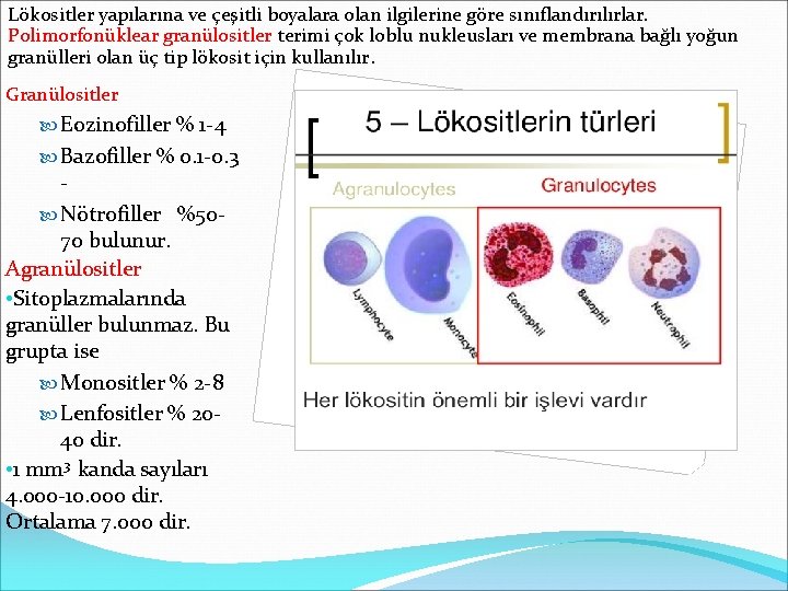 Lökositler yapılarına ve çeşitli boyalara olan ilgilerine göre sınıflandırılırlar. Polimorfonüklear granülositler terimi çok loblu