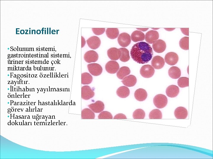 Eozinofiller • Solunum sistemi, gastrointestinal sistemi, üriner sistemde çok miktarda bulunur. • Fagositoz özellikleri