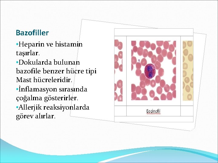 Bazofiller • Heparin ve histamin taşırlar. • Dokularda bulunan bazofile benzer hücre tipi Mast