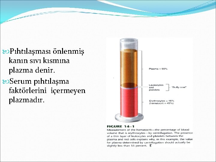  Pıhtılaşması önlenmiş kanın sıvı kısmına plazma denir. Serum pıhtılaşma faktörlerini içermeyen plazmadır. 