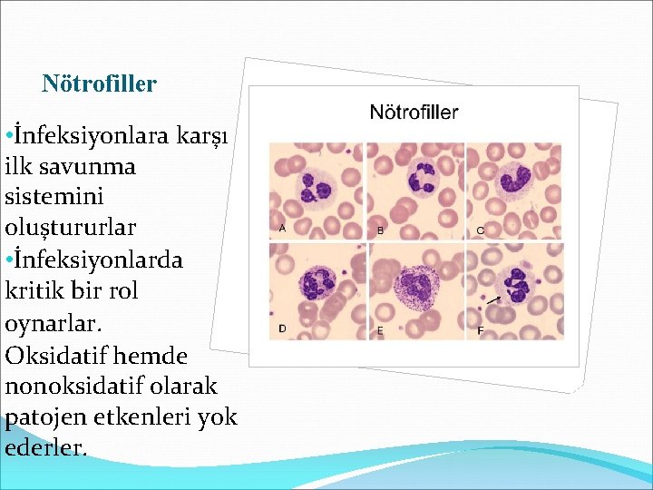 Nötrofiller • İnfeksiyonlara karşı ilk savunma sistemini oluştururlar • İnfeksiyonlarda kritik bir rol oynarlar.