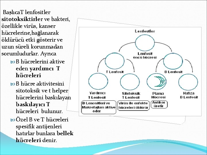Başlıca. T lenfositler sitotoksiktirler ve bakteri, özellikle virüs, kanser hücrelerine, bağlanarak öldürücü etki gösterir