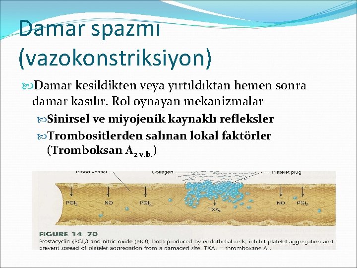 Damar spazmı (vazokonstriksiyon) Damar kesildikten veya yırtıldıktan hemen sonra damar kasılır. Rol oynayan mekanizmalar