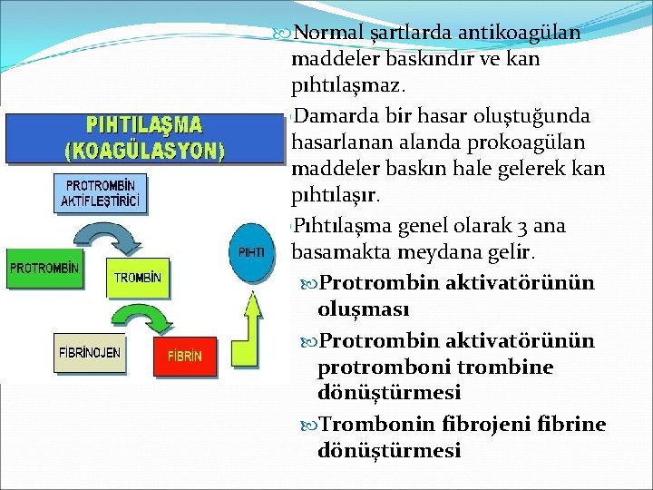  Normal şartlarda antikoagülan maddeler baskındır ve kan pıhtılaşmaz. Damarda bir hasar oluştuğunda hasarlanan