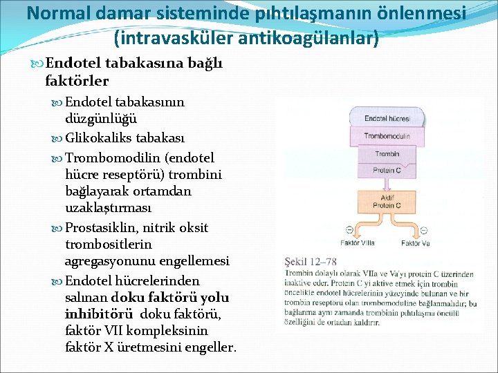 Normal damar sisteminde pıhtılaşmanın önlenmesi (intravasküler antikoagülanlar) Endotel tabakasına bağlı faktörler Endotel tabakasının düzgünlüğü