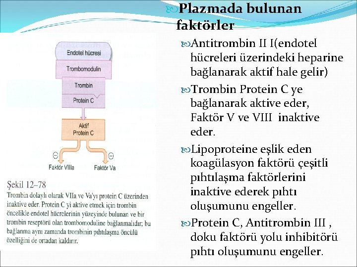  Plazmada bulunan faktörler Antitrombin II I(endotel hücreleri üzerindeki heparine bağlanarak aktif hale gelir)