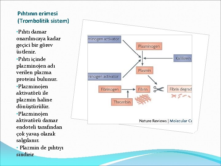 Pıhtının erimesi (Trombolitik sistem) • Pıhtı damar onarılıncaya kadar geçici bir görev üstlenir. •