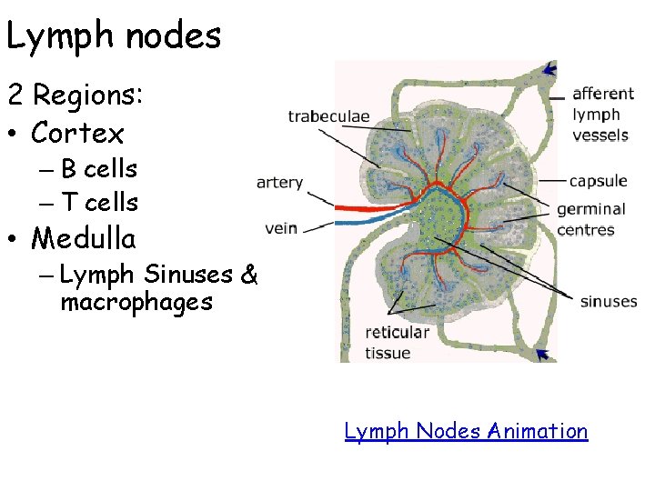 Lymph nodes 2 Regions: • Cortex – B cells – T cells • Medulla