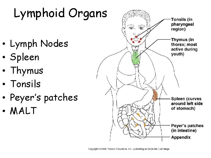 Lymphoid Organs • • • Lymph Nodes Spleen Thymus Tonsils Peyer’s patches MALT 