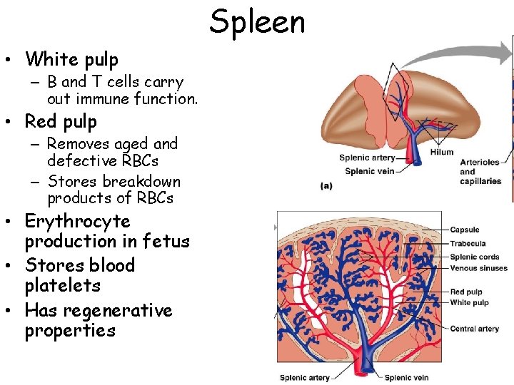 Spleen • White pulp – B and T cells carry out immune function. •