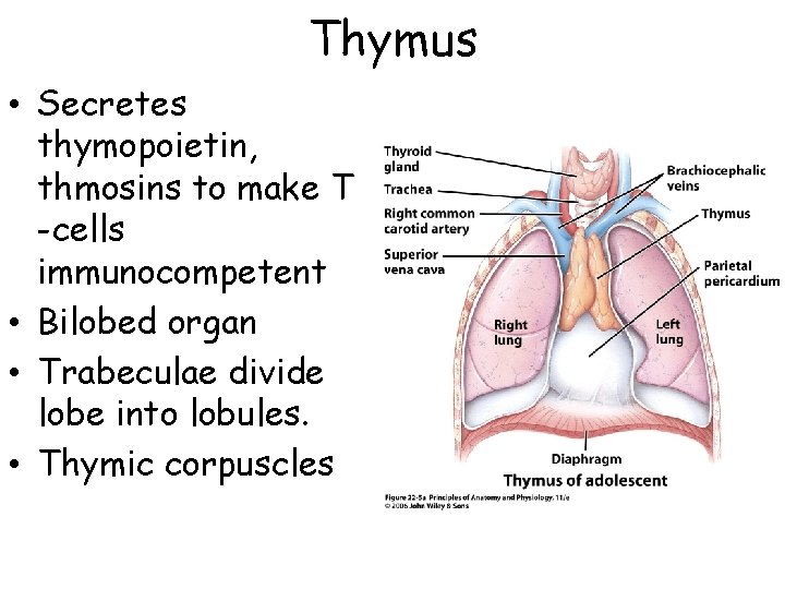 Thymus • Secretes thymopoietin, thmosins to make T -cells immunocompetent • Bilobed organ •