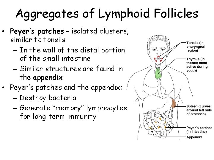 Aggregates of Lymphoid Follicles • Peyer’s patches – isolated clusters, similar to tonsils –