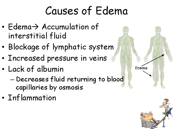 Causes of Edema • Edema Accumulation of interstitial fluid • Blockage of lymphatic system