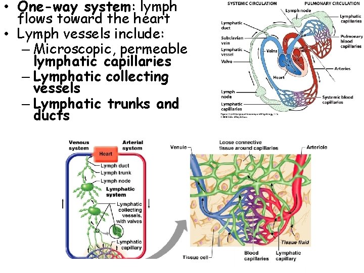 • One-way system: lymph flows toward the heart • Lymph vessels include: –