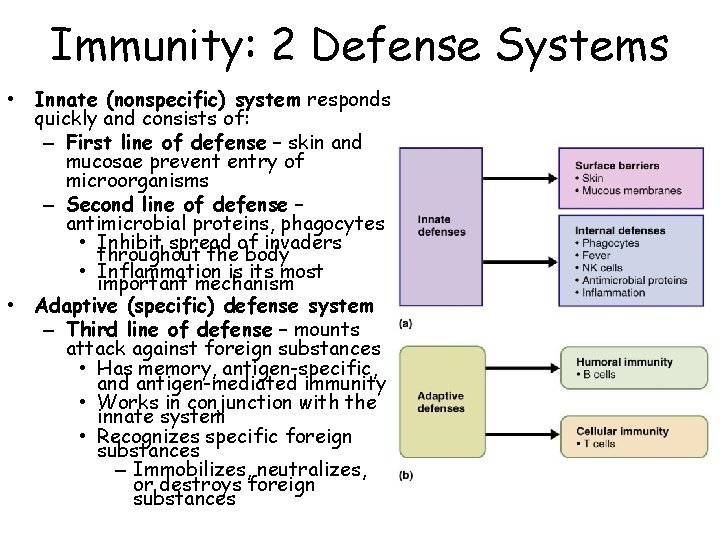 Immunity: 2 Defense Systems • Innate (nonspecific) system responds quickly and consists of: –