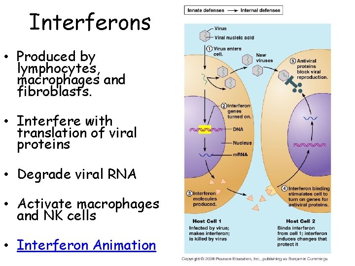 Interferons • Produced by lymphocytes, macrophages and fibroblasts. • Interfere with translation of viral