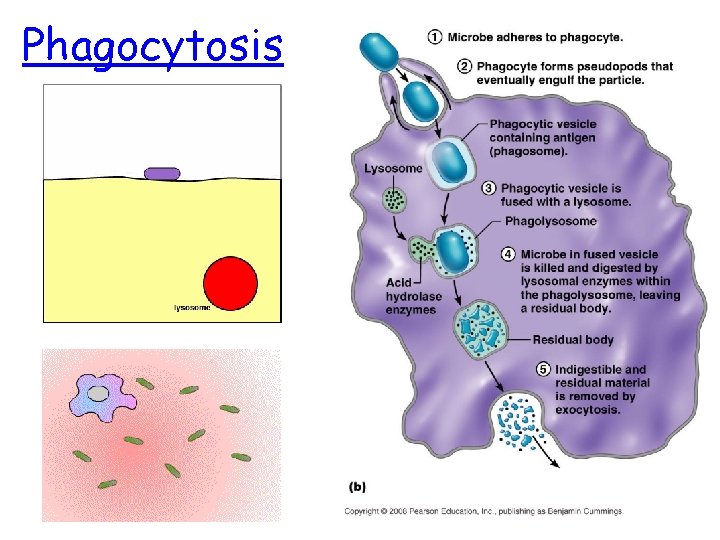 Phagocytosis 