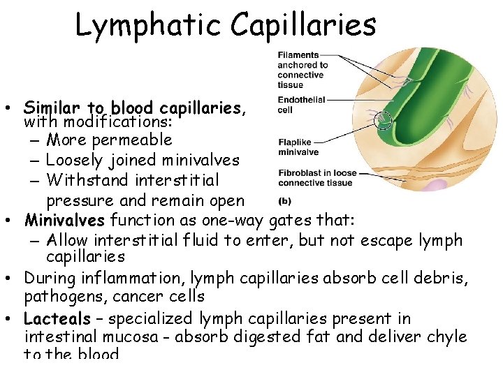 Lymphatic Capillaries • Similar to blood capillaries, with modifications: – More permeable – Loosely