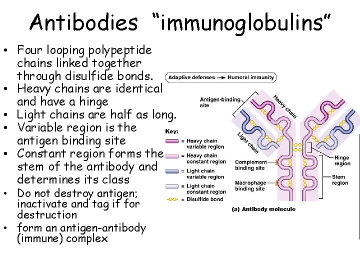 Antibodies “immunoglobulins” • Four looping polypeptide chains linked together through disulfide bonds. • Heavy
