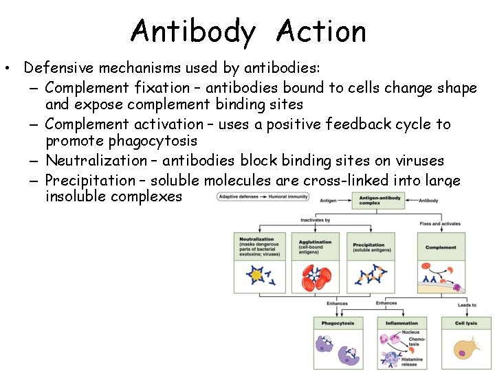 Antibody Action • Defensive mechanisms used by antibodies: – Complement fixation – antibodies bound