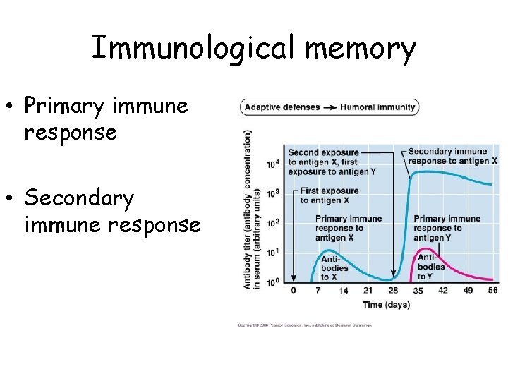 Immunological memory • Primary immune response • Secondary immune response 