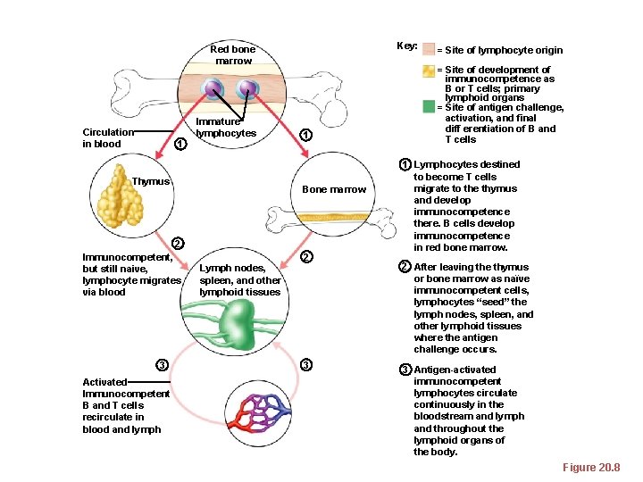 Key: Red bone marrow Immature lymphocytes Circulation in blood 1 Thymus 2 Immunocompetent, but