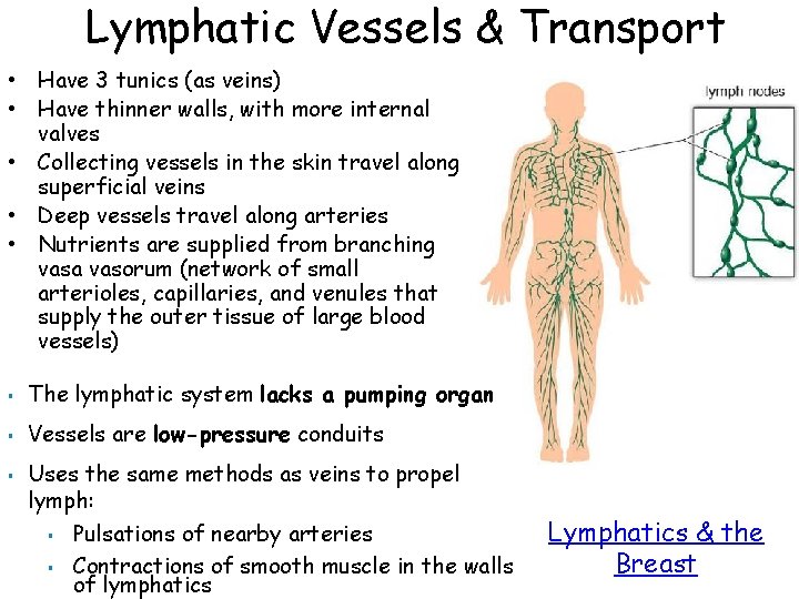 Lymphatic Vessels & Transport • Have 3 tunics (as veins) • Have thinner walls,
