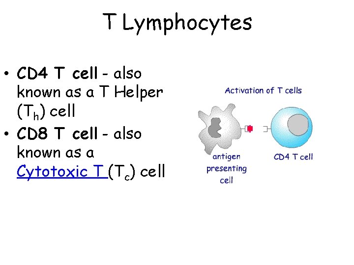 T Lymphocytes • CD 4 T cell - also known as a T Helper
