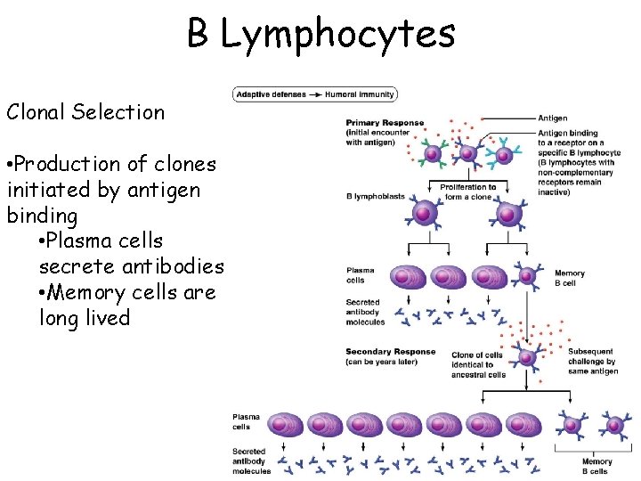 B Lymphocytes Clonal Selection • Production of clones initiated by antigen binding • Plasma
