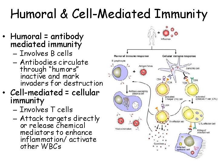 Humoral & Cell-Mediated Immunity • Humoral = antibody mediated immunity – Involves B cells
