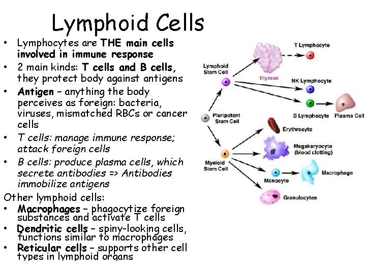 Lymphoid Cells • Lymphocytes are THE main cells involved in immune response • 2