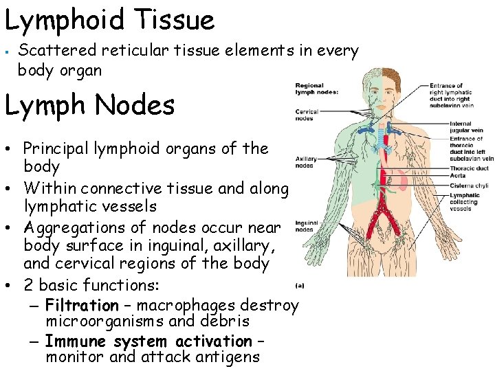 Lymphoid Tissue § Scattered reticular tissue elements in every body organ Lymph Nodes •