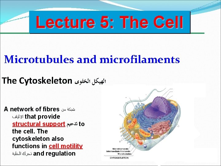 Lecture 5: The Cell Microtubules and microfilaments The Cytoskeleton ﺍﻟﻬﻴﻜﻞ ﺍﻟﺨﻠﻮﻯ A network of