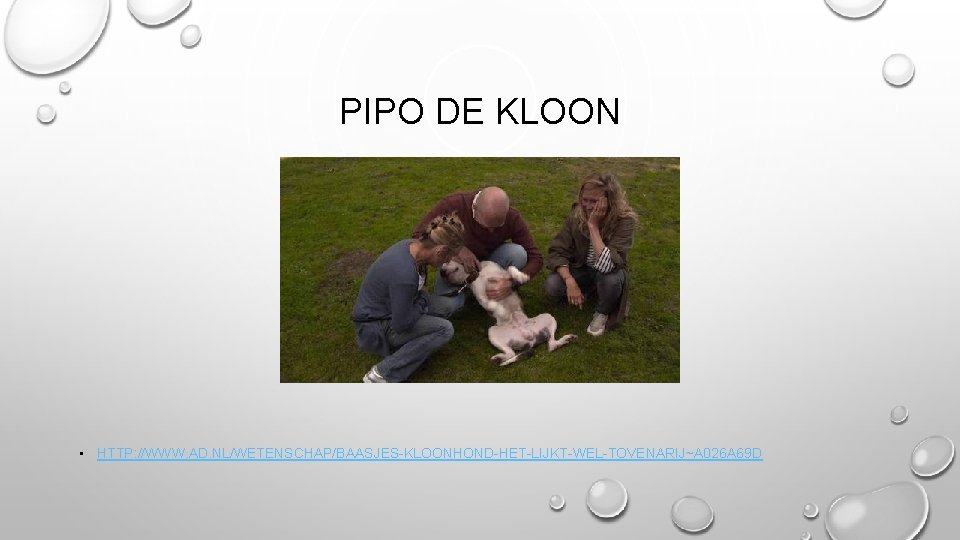 PIPO DE KLOON • HTTP: //WWW. AD. NL/WETENSCHAP/BAASJES-KLOONHOND-HET-LIJKT-WEL-TOVENARIJ~A 026 A 69 D 